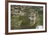 Ustaad, T24, Royal Bengal Tiger (Tigris Tigris), Ranthambhore, Rajasthan, India-Janette Hill-Framed Photographic Print