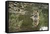 Ustaad, T24, Royal Bengal Tiger (Tigris Tigris), Ranthambhore, Rajasthan, India-Janette Hill-Framed Stretched Canvas