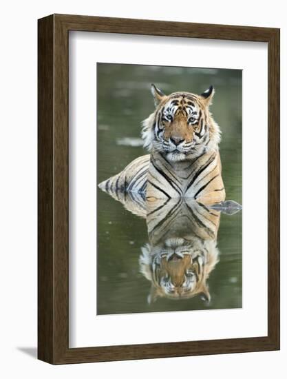 Ustaad, T24, Royal Bengal Tiger (Tigris Tigris), Ranthambhore, Rajasthan, India-Janette Hill-Framed Photographic Print