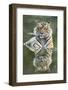 Ustaad, T24, Royal Bengal Tiger (Tigris Tigris), Ranthambhore, Rajasthan, India-Janette Hill-Framed Photographic Print