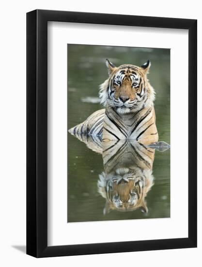 Ustaad, T24, Royal Bengal Tiger (Tigris Tigris), Ranthambhore, Rajasthan, India-Janette Hill-Framed Photographic Print