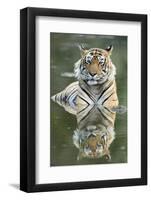 Ustaad, T24, Royal Bengal Tiger (Tigris Tigris), Ranthambhore, Rajasthan, India-Janette Hill-Framed Photographic Print