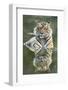 Ustaad, T24, Royal Bengal Tiger (Tigris Tigris), Ranthambhore, Rajasthan, India-Janette Hill-Framed Photographic Print