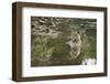 Ustaad, T24, Royal Bengal Tiger (Tigris Tigris), Ranthambhore, Rajasthan, India-Janette Hill-Framed Photographic Print