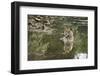 Ustaad, T24, Royal Bengal Tiger (Tigris Tigris), Ranthambhore, Rajasthan, India-Janette Hill-Framed Photographic Print