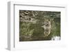 Ustaad, T24, Royal Bengal Tiger (Tigris Tigris), Ranthambhore, Rajasthan, India-Janette Hill-Framed Photographic Print