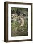 Ustaad, T24, Royal Bengal Tiger (Tigris Tigris), Ranthambhore, Rajasthan, India-Janette Hill-Framed Photographic Print