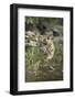 Ustaad, T24, Royal Bengal Tiger (Tigris Tigris), Ranthambhore, Rajasthan, India-Janette Hill-Framed Photographic Print