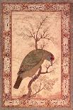 A Barbet (Himalayan Blue-Throated Bird) Jahangir Period, Mughal, 1615-Ustad Mansur-Giclee Print