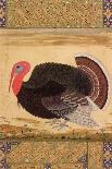 A Turkey-Cock, Brought to Jahangir from Goa in 1612, from the Wantage Album, Mughal, circa 1612-Ustad Mansur-Giclee Print