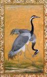 A Barbet (Himalayan Blue-Throated Bird) Jahangir Period, Mughal, 1615-Ustad Mansur-Stretched Canvas