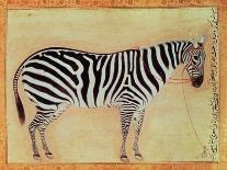 Zebra, from the "Minto Album," Mughal, 1621-Ustad Mansur-Stretched Canvas