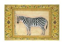 Zebra, from the "Minto Album," Mughal, 1621-Ustad Mansur-Giclee Print