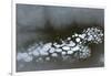 Utah. Abstract Design Formed by Frozen Ice Bubbles in Courthouse Wash, Arches National Park-Judith Zimmerman-Framed Photographic Print