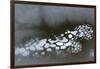 Utah. Abstract Design Formed by Frozen Ice Bubbles in Courthouse Wash, Arches National Park-Judith Zimmerman-Framed Photographic Print