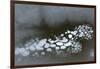 Utah. Abstract Design Formed by Frozen Ice Bubbles in Courthouse Wash, Arches National Park-Judith Zimmerman-Framed Premium Photographic Print