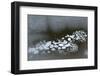 Utah. Abstract Design Formed by Frozen Ice Bubbles in Courthouse Wash, Arches National Park-Judith Zimmerman-Framed Photographic Print