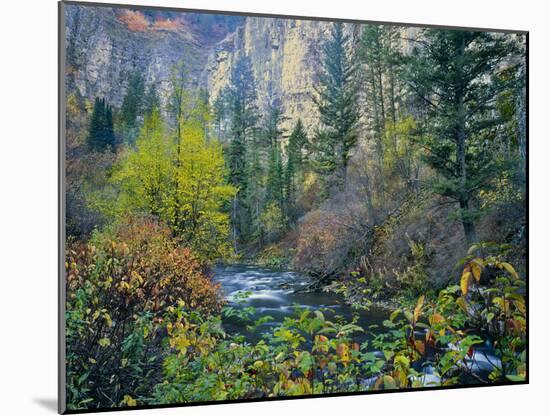 Utah. Along Logan River in Autumn. Logan Canyon. Uinta-Wasatch-Cache-Scott T^ Smith-Mounted Photographic Print