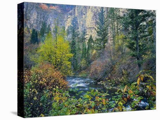 Utah. Along Logan River in Autumn. Logan Canyon. Uinta-Wasatch-Cache-Scott T^ Smith-Stretched Canvas