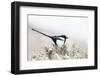 Utah, Antelope Island, a Black-Billed Magpie Poses from a Snow-Covered Sagebrush in April-Elizabeth Boehm-Framed Photographic Print