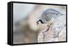 Utah, Antelope Island, a Chukar Steps Off of a Rock-Elizabeth Boehm-Framed Stretched Canvas