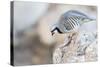 Utah, Antelope Island, a Chukar Steps Off of a Rock-Elizabeth Boehm-Stretched Canvas