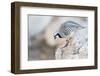 Utah, Antelope Island, a Chukar Steps Off of a Rock-Elizabeth Boehm-Framed Photographic Print