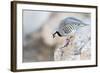 Utah, Antelope Island, a Chukar Steps Off of a Rock-Elizabeth Boehm-Framed Photographic Print