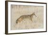 Utah, Antelope Island State Park, an Adult Coyote Wanders Through a Grassland-Elizabeth Boehm-Framed Photographic Print