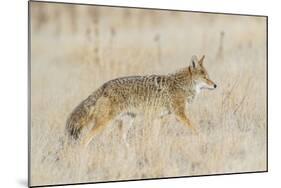 Utah, Antelope Island State Park, an Adult Coyote Wanders Through a Grassland-Elizabeth Boehm-Mounted Photographic Print