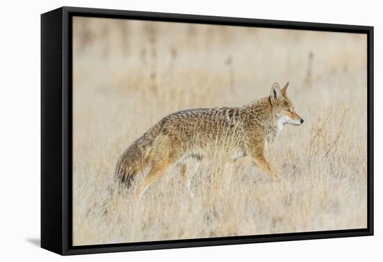 Utah, Antelope Island State Park, an Adult Coyote Wanders Through a Grassland-Elizabeth Boehm-Framed Stretched Canvas