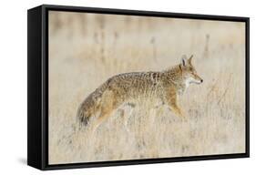 Utah, Antelope Island State Park, an Adult Coyote Wanders Through a Grassland-Elizabeth Boehm-Framed Stretched Canvas