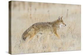 Utah, Antelope Island State Park, an Adult Coyote Wanders Through a Grassland-Elizabeth Boehm-Stretched Canvas