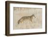 Utah, Antelope Island State Park, an Adult Coyote Wanders Through a Grassland-Elizabeth Boehm-Framed Photographic Print