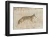 Utah, Antelope Island State Park, an Adult Coyote Wanders Through a Grassland-Elizabeth Boehm-Framed Photographic Print