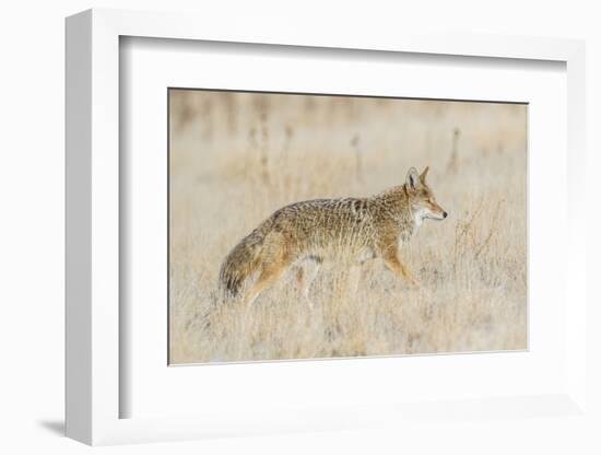 Utah, Antelope Island State Park, an Adult Coyote Wanders Through a Grassland-Elizabeth Boehm-Framed Photographic Print