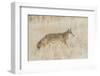 Utah, Antelope Island State Park, an Adult Coyote Wanders Through a Grassland-Elizabeth Boehm-Framed Photographic Print