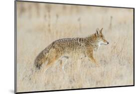 Utah, Antelope Island State Park, an Adult Coyote Wanders Through a Grassland-Elizabeth Boehm-Mounted Photographic Print