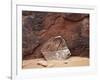 Utah, Arches National Park. an Abstract Sandstone Formation-Christopher Talbot Frank-Framed Photographic Print