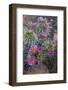 Utah, Arches National Park. Whipple's Fishhook Cactus Blooming and with Buds-Judith Zimmerman-Framed Photographic Print