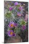 Utah, Arches National Park. Whipple's Fishhook Cactus Blooming and with Buds-Judith Zimmerman-Mounted Photographic Print