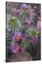 Utah, Arches National Park. Whipple's Fishhook Cactus Blooming and with Buds-Judith Zimmerman-Stretched Canvas