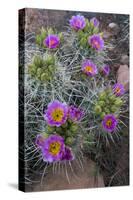 Utah, Arches National Park. Whipple's Fishhook Cactus Blooming and with Buds-Judith Zimmerman-Stretched Canvas