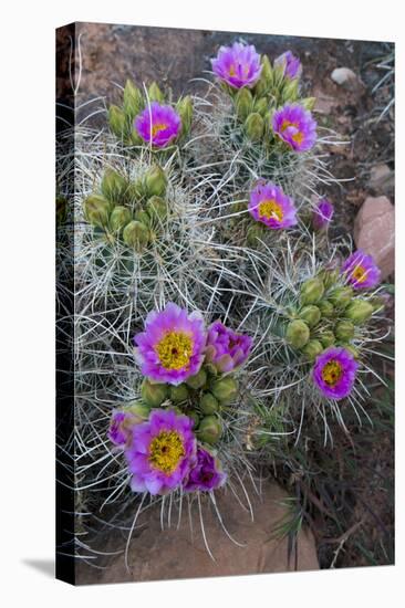 Utah, Arches National Park. Whipple's Fishhook Cactus Blooming and with Buds-Judith Zimmerman-Stretched Canvas