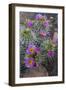Utah, Arches National Park. Whipple's Fishhook Cactus Blooming and with Buds-Judith Zimmerman-Framed Photographic Print