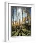 Utah, Autumn Colors of Aspen Trees (Populus Tremuloides) in the NF-Christopher Talbot Frank-Framed Photographic Print