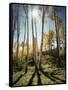 Utah, Autumn Colors of Aspen Trees (Populus Tremuloides) in the NF-Christopher Talbot Frank-Framed Stretched Canvas