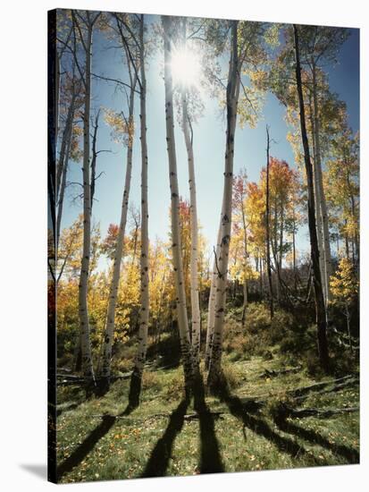 Utah, Autumn Colors of Aspen Trees (Populus Tremuloides) in the NF-Christopher Talbot Frank-Stretched Canvas