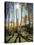 Utah, Autumn Colors of Aspen Trees (Populus Tremuloides) in the NF-Christopher Talbot Frank-Stretched Canvas