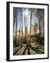 Utah, Autumn Colors of Aspen Trees (Populus Tremuloides) in the NF-Christopher Talbot Frank-Framed Photographic Print